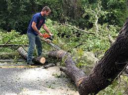 Best Tree Removal  in Mount Carmel, IL