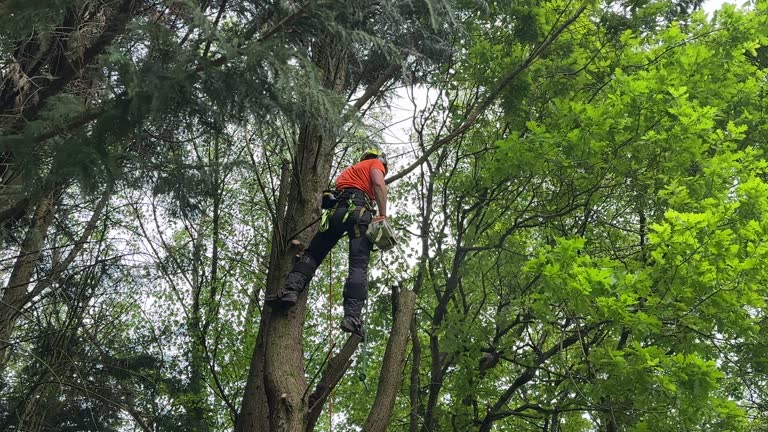 Best Tree and Shrub Care  in Mount Carmel, IL