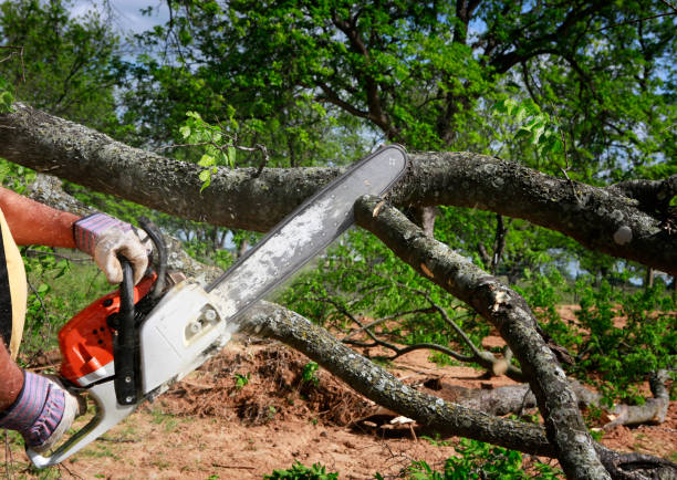 Best Emergency Tree Removal  in Mount Carmel, IL